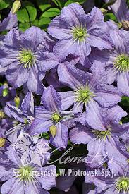 Maybe you would like to learn more about one of these? Encyclopaedia Clematis Zrodlo Dobrych Pnaczy