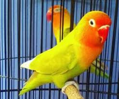 Alasan burung lovebird ini diberinama dengan pastel ijo. Mengenal Burung Lovebird Pasjo Pastel Ijo Budidaya Burung