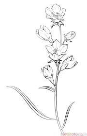 How To Draw A Bell Flower Step By Step Drawing Tutorials Flower Drawing Tutorials Flower Sketches Plant Drawing