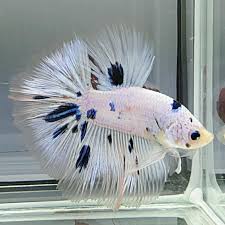Item Fwbettashm1462177775 Hm White Darmaychen Ends Mon May 2 2016 03 29 35 Am Cdt Betta Fish Betta Fish