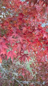 personal hair ももいろかぶとむし