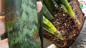 Like reeaaalllyy over loved it. How To Fix Snake Plant Root Rot Step By Step Garden For Indoor