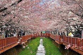 Taman bunga nusantara didirikan atas prakarsa ibu dani bustanil arifin pada tahun 1992. 23 Gambar Pemandangan Indah Di Korea Selatan 10 Festival Musim Semi Paling Indah Di Korea Wisata Korea Download B Pemandangan Korea Selatan Taman Nasional