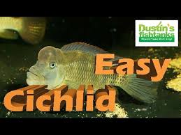Buffalo head cichlid wild 2housed in our huge fish warehouse here in san diego, california, with thousands of other varieties and species of fish, aquatic plants, and more. Easy Cichlids How To Keep Buffalo Head Cichlids Species Sunday Youtube