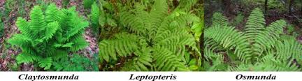 Image result for Cyclosorus striatus