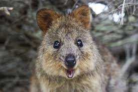 We have exciting news as disney has updated their website to show disney's animal kingdom now has an official. Meet Quokkas These Cute Looking Creatures Are The World S Happiest Animal