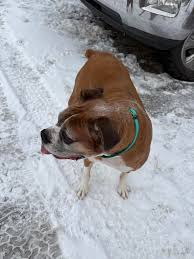 Anyone know whose dog this is? Found her