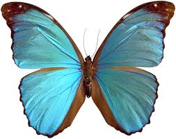 Blue Butterfly Png Image Butterfly Painting Brown Butterflies Blue Butterfly