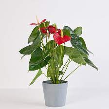 Flamingle This Anthurium Flamingo Flower Comes In An Ecopot Red And Yellow Blooms This Gorgeous Plant Is In 2020 Anthurium Plant Peperomia Plant Household Plants
