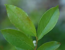 Image result for Bambekea racemosa