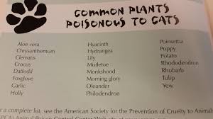 Maybe you would like to learn more about one of these? Common Plants Poisonous To Cats Siberiancats