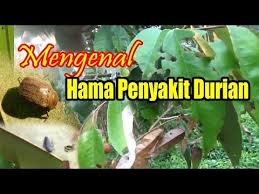Penyakit pada tanaman durian akan sangat mematikan apabila tidak segera di lakukan salah satu penyakit yang menyerang tanaman durian ialah penyakit yang disebabkan oleh cendawan hal ini. Belajar Mengenal Hama Dan Penyakit Durian Sebelum Dilakukan Pengendalian Youtube