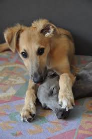 Spirit Of Chayenne De Cute Little Animals Whippet Cute Animals