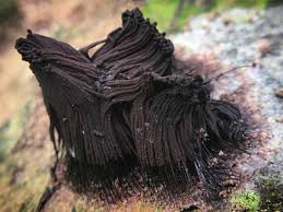 Image result for Stemonitis splendens