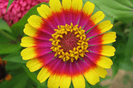 Zinnia 'ice queen' is a good choice for the front of the border. Zinnia Not The Flower Grandma Grew Missouri Environment And Garden News Article Integrated Pest Management University Of Missouri