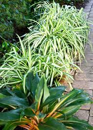 Image result for Chlorophytum Amaniense