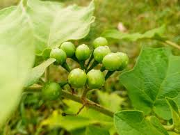 Image result for Solanum torvum