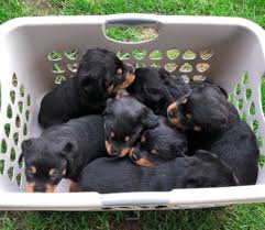 Breeders rescues top dog blogs about us contact us. Good Breeder Porath S Rottweilers Rottweiler Rottweiler Puppies Best Dogs