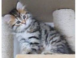 🐱znatniyzver cattery wcf😻 🌍worldwide delivery✈ photo shooting and advertising. Pretty Siberian Kittens For Sale Abu Dhabi Dubai Classifieds