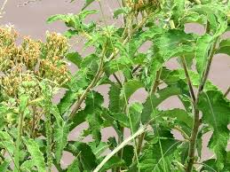 Image result for Vernonia lasiopus