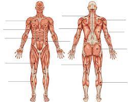 Click on the name of a muscle for a page about that muscle (works for most labels). Muscles Upper Body Diagram Quizlet