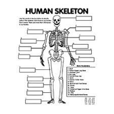 Top 10 Anatomy Coloring Pages For Your Toddler