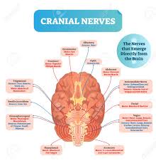 The face in french label the parts of the head in french. Cranial Nerves Vector Illustration Labeled Diagram With Brain Sections And Its Functions With Senses Regions With Olfactory Optic Abducent Facial And Vagus Parts Royalty Free Cliparts Vectors And Stock Illustration Image 139354629