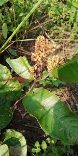 Image result for Parinari capensis