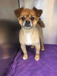 Maybe you would like to learn more about one of these? Clark Pet Store 56 Photos 39 Reviews Pet Groomers 57 Clark St Brooklyn Heights Brooklyn Ny Phone Number