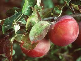 Maybe you would like to learn more about one of these? Manage Nutrients Precisely Good Fruit Grower