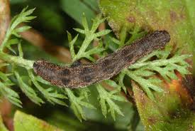Image result for Eupithecia icterata