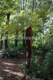 Image result for Cyathea dregei