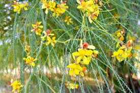 Image result for Parkinsonia aculeata
