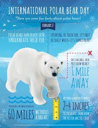 International Polar Bear Day Is February 27 Infographic Found On Bing From Www Lapetite Com Polar Bear Facts Polar Bear Infographic Polar Bear