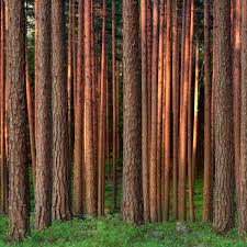 Stora enso oyj provides renewable solutions for the packaging, biomaterials, wooden constructions, and paper industries the company was founded in 1998 and is headquartered in helsinki, finland. Home I Stora Enso