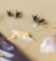 But never came the day: Get Rid Of House Flies House Fly Control Information