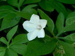 Image result for Ipomoea magnusiana