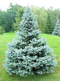 The baby blue eyes spruce features the same wonderful color as the colorado, with a range of greenish to deep blue colored needles. Picea Pungens Baby Blue Pic Google Search Jardineria Y Plantas Plantas Coniferas