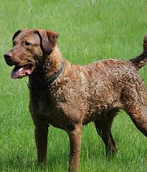 Chesapeake bay retriever dogs are the poster dog for the great outdoors. Chesapeake Bay Retriever Chessie Cbr Chesapeake Info Temperament Charakteristik Bilder Preise Typische Krankheiten