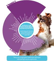 How Much Exercise Does Your Dog Need Pdsa