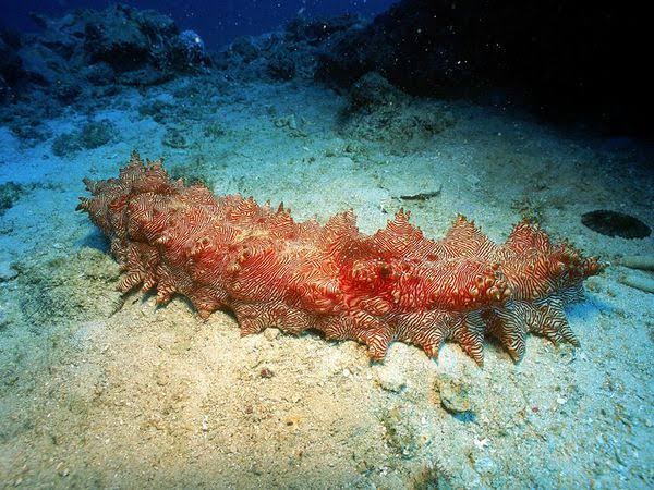 Mga resulta ng larawan para sa Ocean dwellers Sea Cucumber"