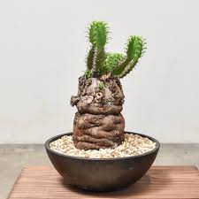 Image result for Euphorbia mlanjeana