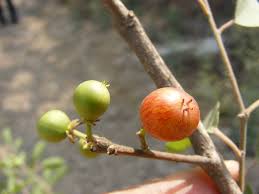 Image result for Flacourtia indica