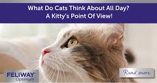 ‪What Do Cats Think About All Day? A Kitty's Point Of View!‬‏