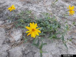 Image result for Aspilia