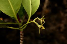 Image result for Rhizophora mucronata