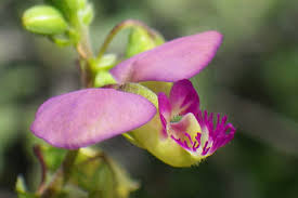 Image result for Polygala usafuensis