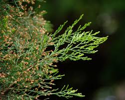 Image result for Callitris