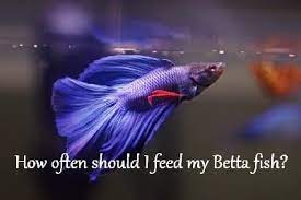 If you notice any odd behavior, such as poor appetite or lethargy, stop feeding your betta the product in question immediately. How Often Should I Feed My Betta Fish Tips And Guide 2019