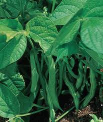 A culinary star, pods are delicious in pesto, sautéed with garlic, braised, or steamed. Burpee Stringless Green Pod Bush Bean Seeds 4 Ounces Of Seed Pricepulse